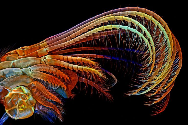 Visual Consulting offers the expertise in microscopy techniques that will help you image little animals like a pro.